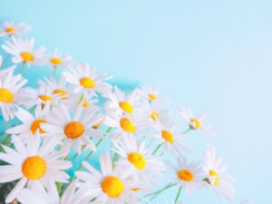花、元気